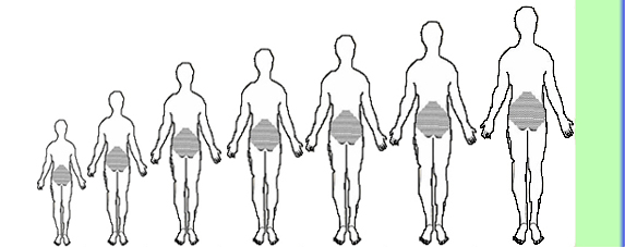 Delphi Definitions of Low Back Pain Prevalence